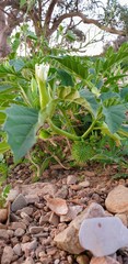 Datura leichhardtii