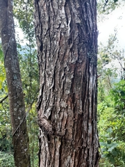 Ulmus mexicana