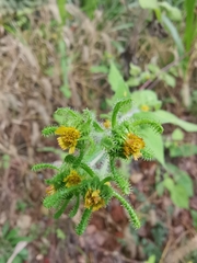 Sigesbeckia pubescens