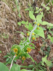 Sigesbeckia pubescens