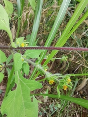 Sigesbeckia pubescens