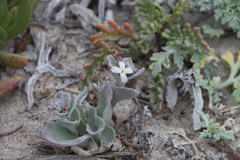 Dithyrea maritima