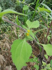 Sigesbeckia pubescens