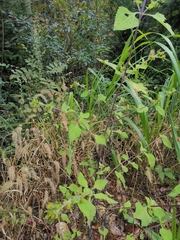 Sigesbeckia pubescens