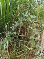 Eleutherococcus nodiflorus