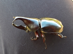 Xylotrupes gideon gideon