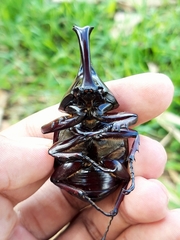Xylotrupes gideon gideon