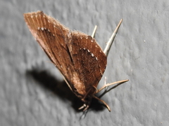 Focillidia texana