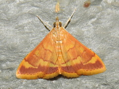 Pyrausta onythesalis