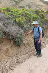 Dudleya virens insularis