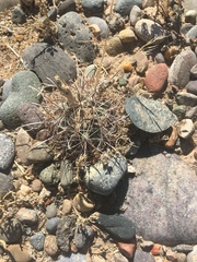 Sclerocactus