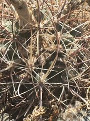 Sclerocactus