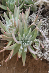 Dudleya virens insularis