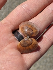 Heterodonax pacificus