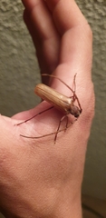 Ochrocydus huttoni