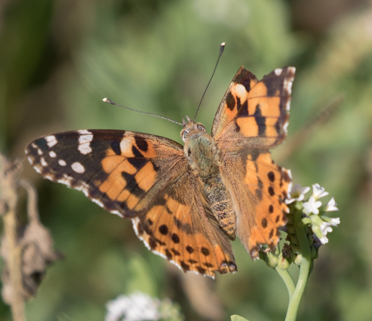 iNaturalist observation photo of Painted Lady