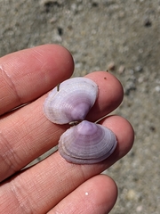 Heterodonax pacificus
