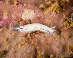 Hypselodoris peasei
