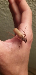 Ochrocydus huttoni