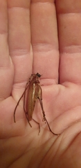 Ochrocydus huttoni