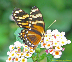 Eresia ithomioides alsina