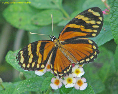 Eresia ithomioides alsina