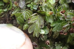 Hymenophyllum minimum