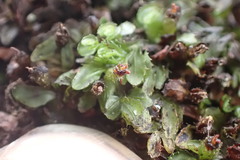 Hymenophyllum minimum