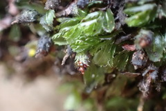 Hymenophyllum minimum