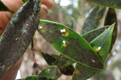 Anoplaspis metrosideri