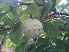 Annona macroprophyllata