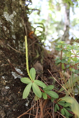 Peperomia leptophylla