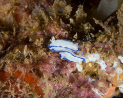 Hypselodoris peasei