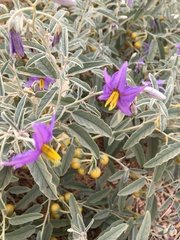 Solanum elaeagnifolium