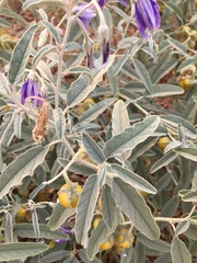 Solanum elaeagnifolium