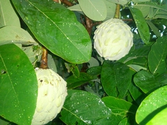 Annona macroprophyllata