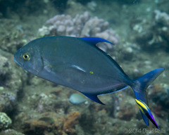 Ferdauia orthogrammus