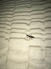 Myodocha serripes