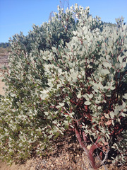 Arctostaphylos viscida pulchella