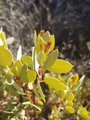 Arctostaphylos viscida pulchella