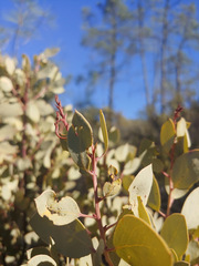 Arctostaphylos viscida pulchella