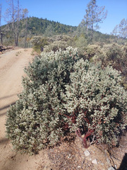 Arctostaphylos viscida pulchella
