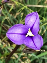 Patersonia occidentalis occidentalis
