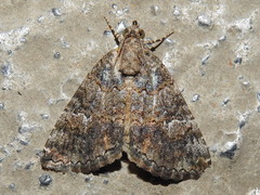 Eubolina impartialis