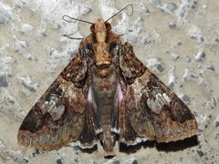 Melipotis famelica