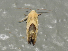 Ponometia libedis
