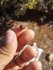 Arctostaphylos viscida pulchella