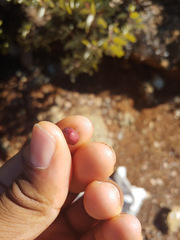 Arctostaphylos viscida pulchella