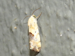 Ponometia libedis