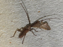Gnaphalodes trachyderoides